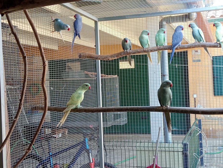 Ring necks aves de 2025