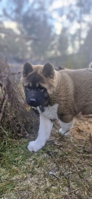 Akita Amerykanska FCI piesek zkwp
