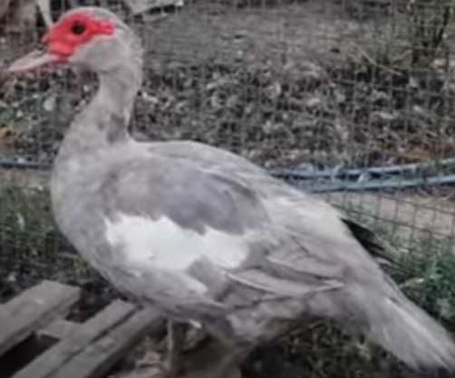 Jaja lęgowe kaczek olbrzymich