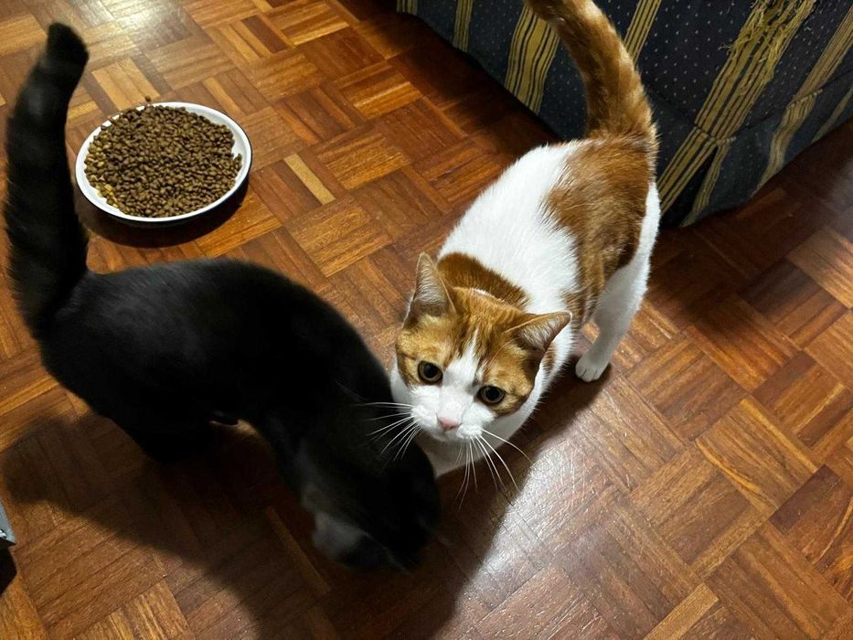 Gata e gato para adocao consciente