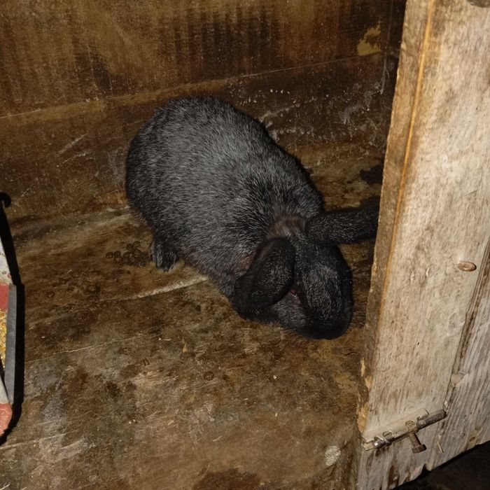 Кролі Каліфорнійці. Німецький  строкач.