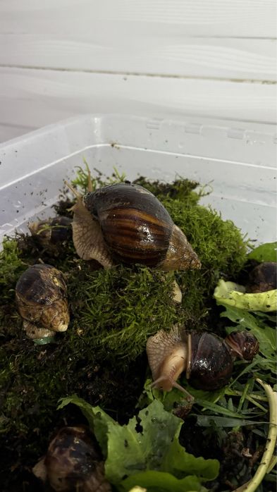 равлик ахатина різного віку