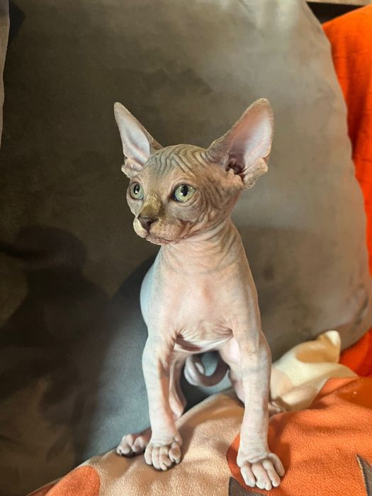 Sphynx  femea maravilhosa