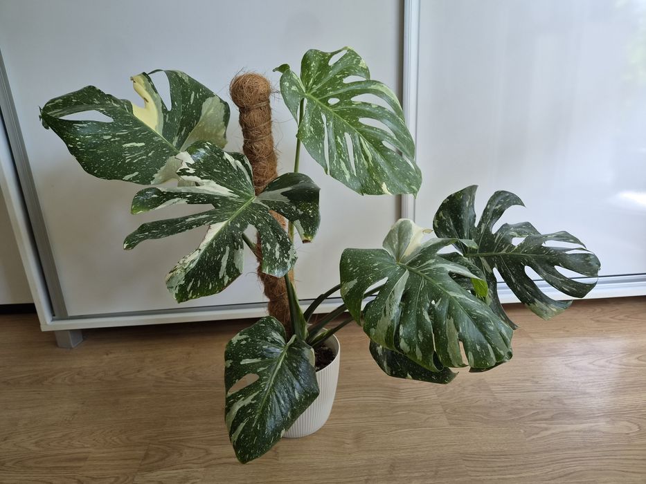 Monstera thai constellation