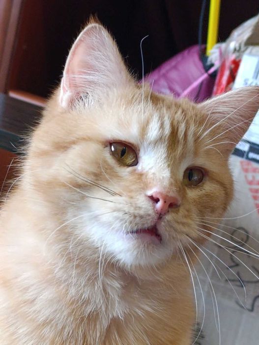 Лагідний молодий рудий котик на щастя)