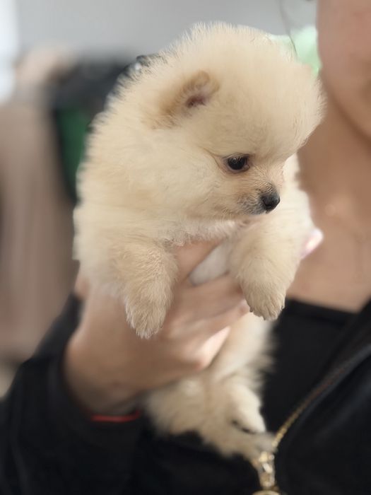 Piesek szpic miniaturowy, pomeranian