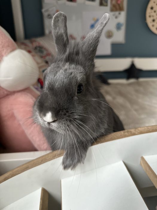 Krolik szary miniaturka dorosly
