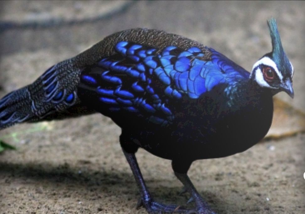 Casal de Faisão Palawan de cabeça branca (Napoleão) de 2026