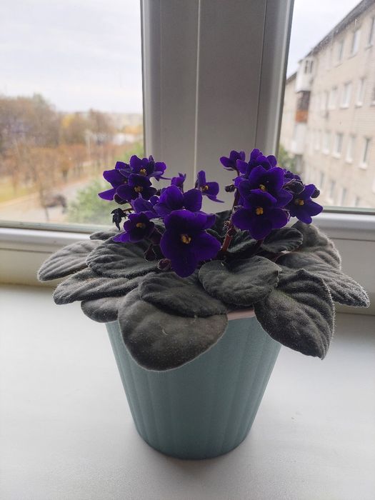 Продам кімнатну квітку фіалку