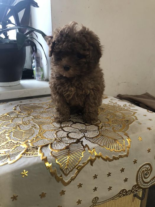 Неймовірні той пуделята