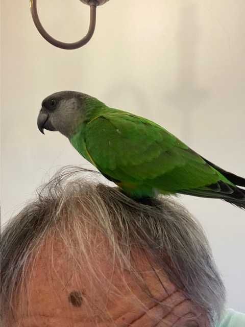 Papagaios do Senegal