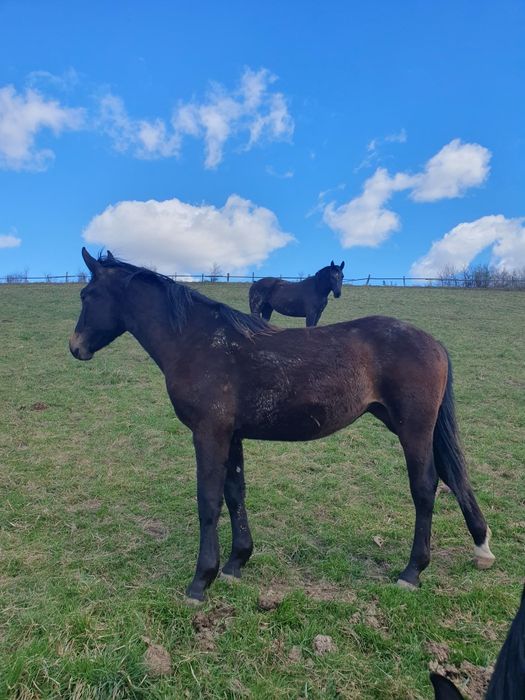 Roczna klaczka śląskiej