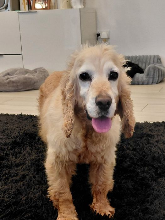 Cadela de cocker pequena/média para adoção responsável