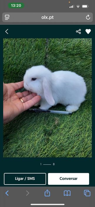 Coelhinhos anões várias raças