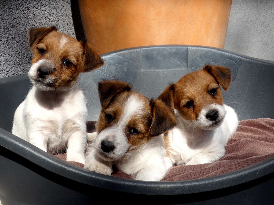 Jack Russell Terrier # SMARTIE JACKS # rodzice ZKwP/FCI suczka z lewej