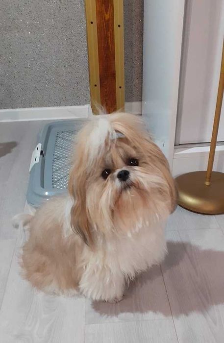 Piękny piesek shih tzu z wielopokoleniowym rodowodem