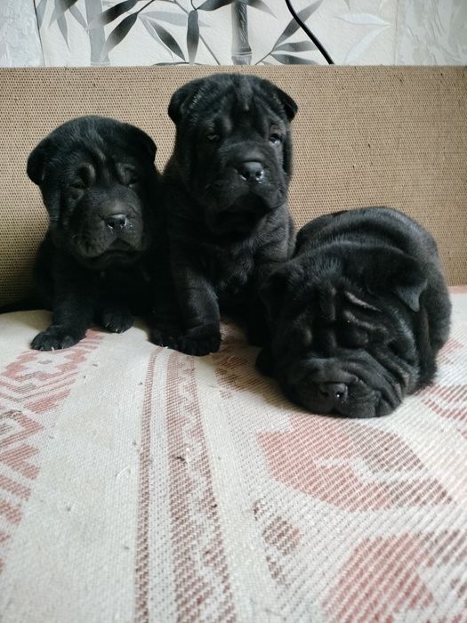 Шарпей, цуценята дівчинки.