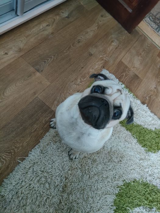 Мопс 3 года вязка