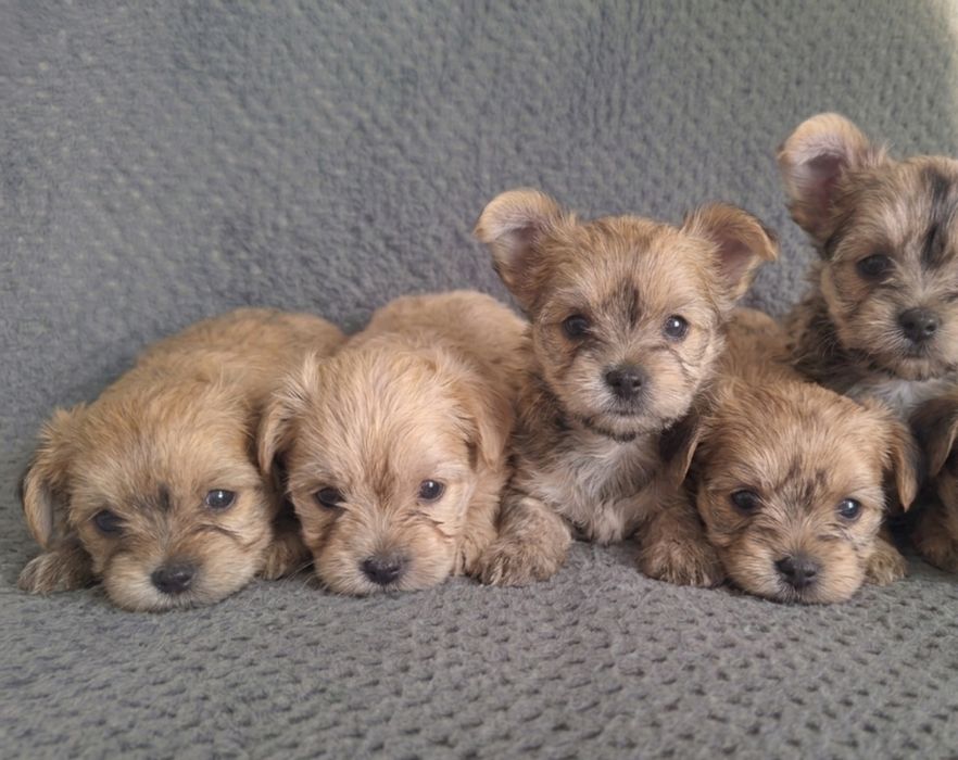Yorkshire terrier