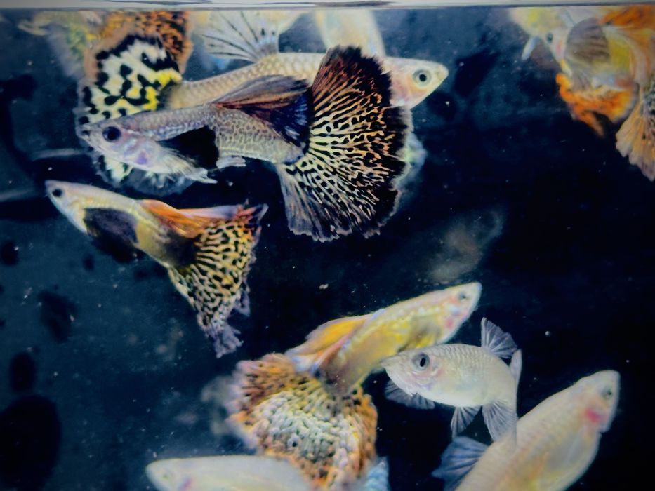 Gupik, gupiki red - purple dragon snakeskin halfmoon