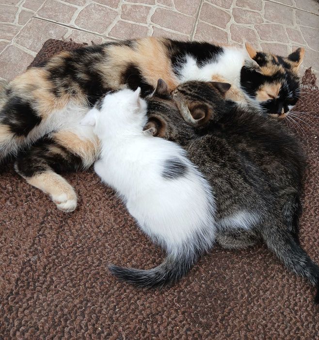 Котики безкоштовно