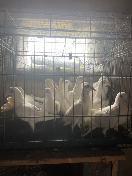 Gołębie pocztowe tygrysy i mulemansy