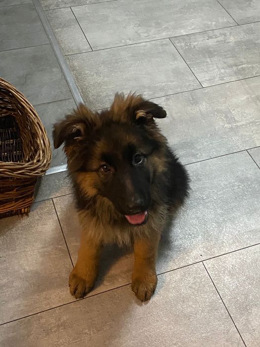 Owczarek niemiecki długowłosy pies