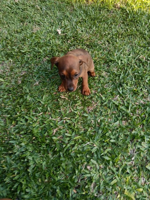 Pinscher macho castanho