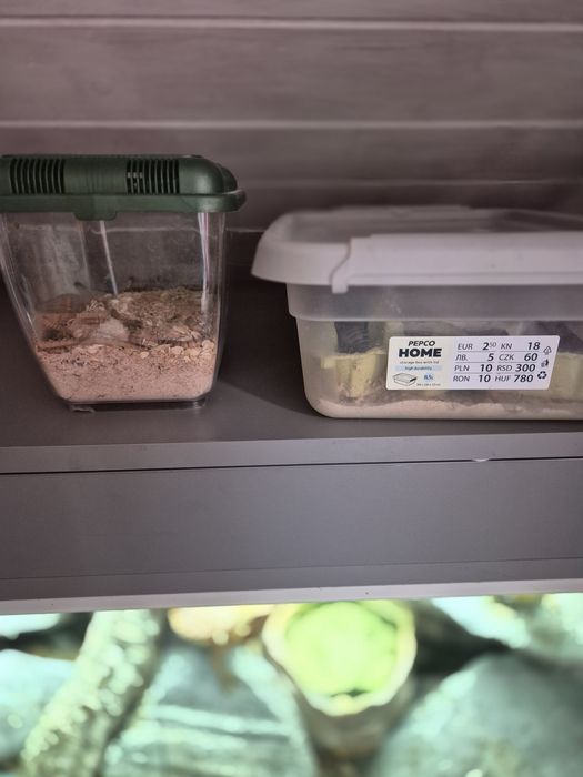 Sprzedam agama brodate