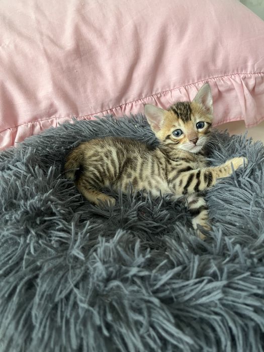 Бронювання бенгальських кошенят