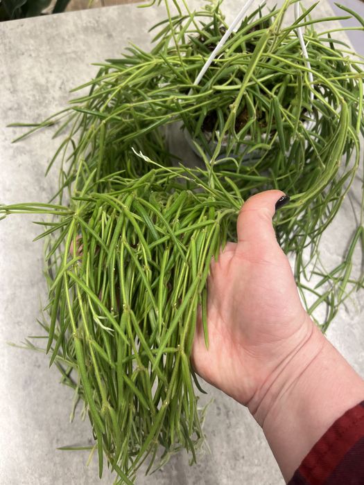 Хойа Лінеаріс (hoya linearis)