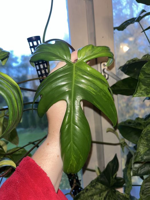 Pedowka philodendron florida beauty