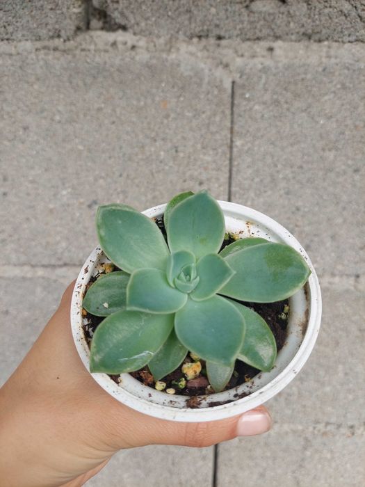 [Planta] Suculenta Echeveria secunda