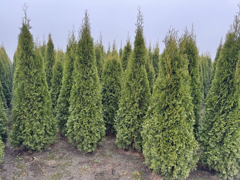 Thuja Smaragd Tuja Szmaragd stożkowa 220-260 cm na żywopłot Tanio