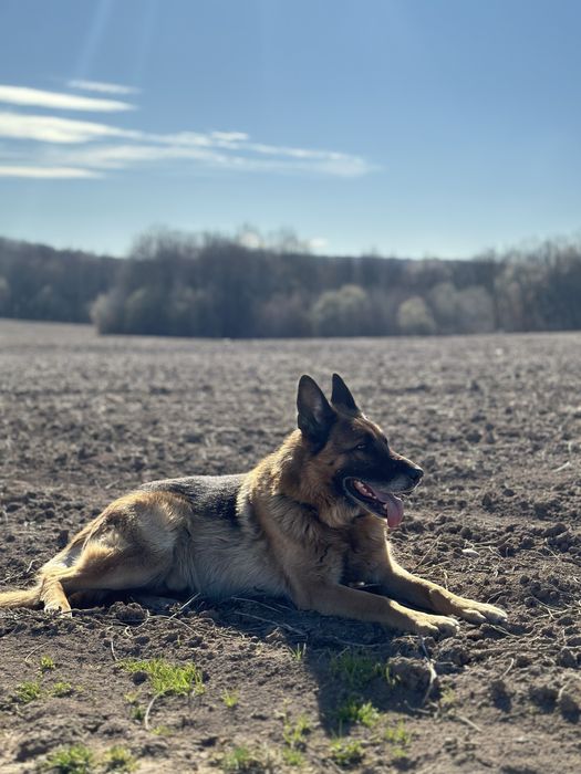Вʼязка (злучка) з німецьким вівчарем (німецькою вівчаркою)