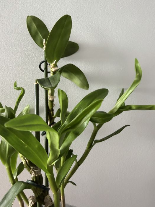 Orquidea Dendrobium nobile sem flor