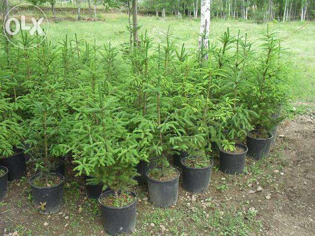 Tenho 4 pinheiros diferentes de natal ou jardim