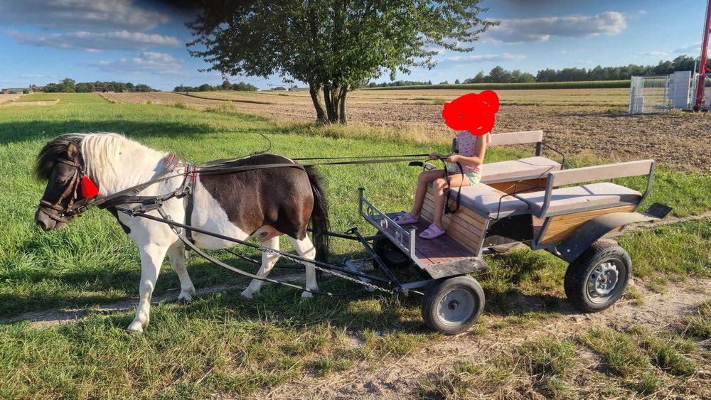 Konik kucyk szetlandzki