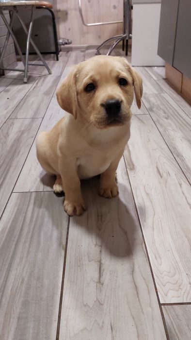 Хлопчик та дівчинка готові до переїзду в новий будинок