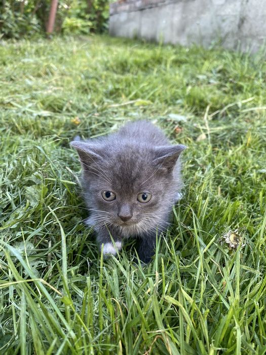 Продам котика.