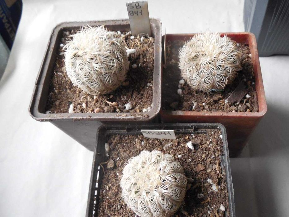 Echinocereus canus (russanthus – v. neocapillus) – Solitario