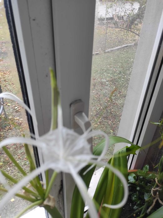 Продам комнатные цветы, недорого лимон