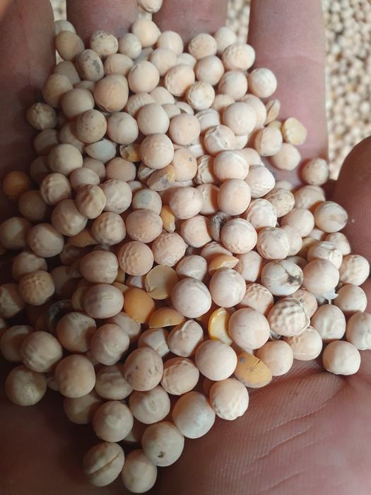 Sprzedam groch mecenas i wykę