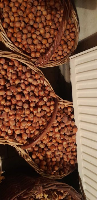 Orzechy laskowe w łupinie 3kg