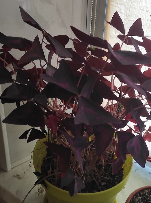 Продам взрослые растения,либо их деток