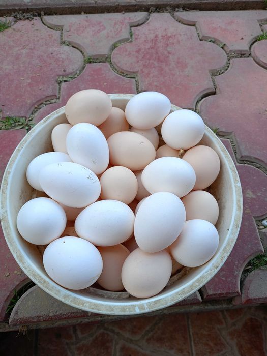 Sprzedam jajka wiejskie