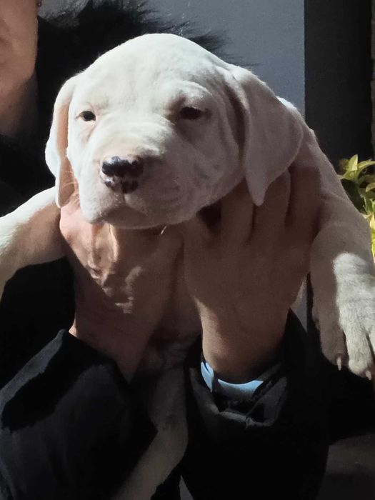 Dog Argentyński  szczenięta