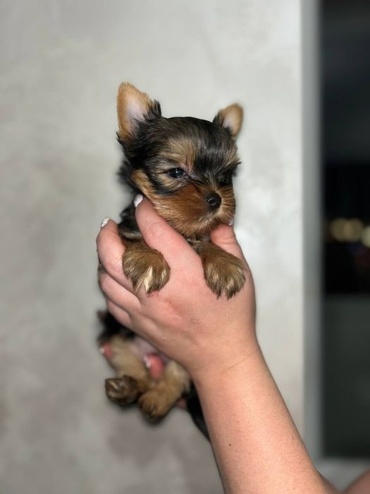 Продам йорка мінідівчинку
