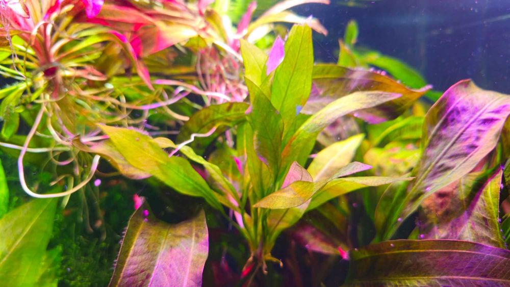 Żabienica Amazońska