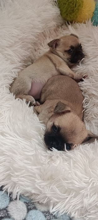 Chihuahua Krótkowłosy